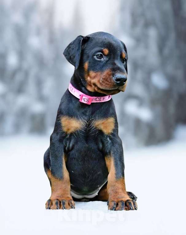 Собаки в Санкт-Петербурге: Щенок добермана Девочка, 70 000 руб. - фото 2