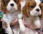 Собаки в Москве: Кавалер Кинг Чарльз 3,5 мес щенки. Мальчик, 35 000 руб. - фото 1
