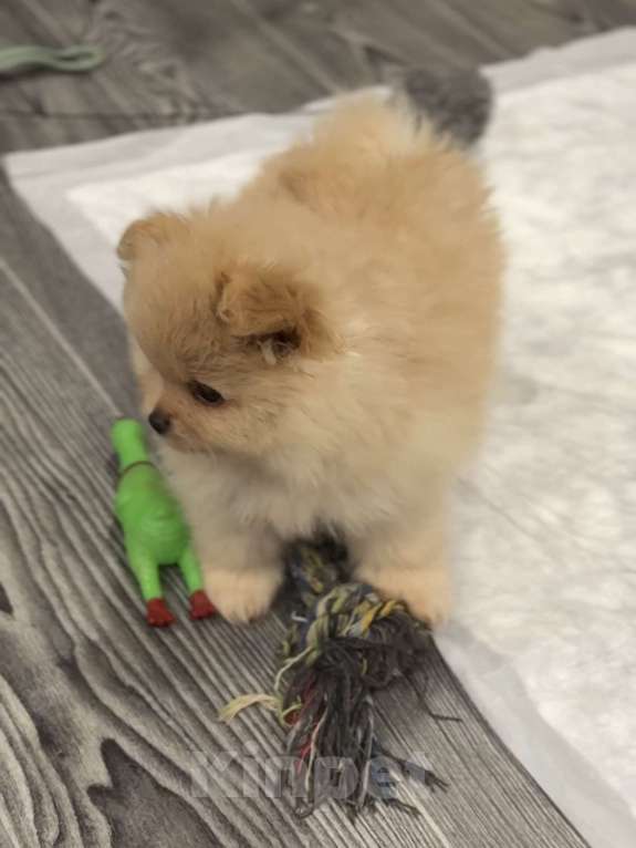 Собаки в Москве: Померанский шпиц мальчик Мальчик, 25 000 руб. - фото 2