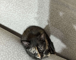 Кошки в Челябинске: Котёнок (девочка) в добрые руки Девочка, Бесплатно - фото 2