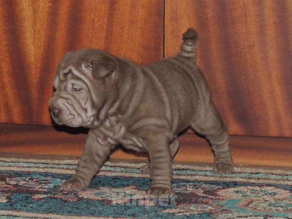 Собаки в Москве: Шикарный шоколадный щенок шарпей Сникерс Мальчик, Бесплатно - фото 2