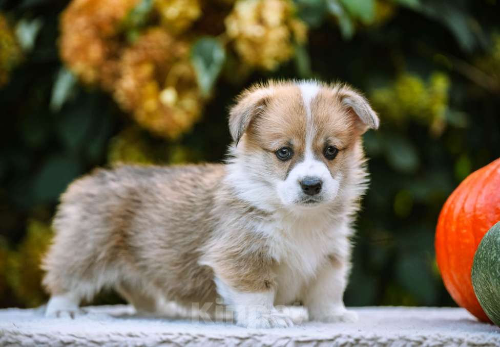 Собаки в Новосибирске: Вельш Корги Пемброк Мистер Марти Мальчик, 75 000 руб. - фото 6
