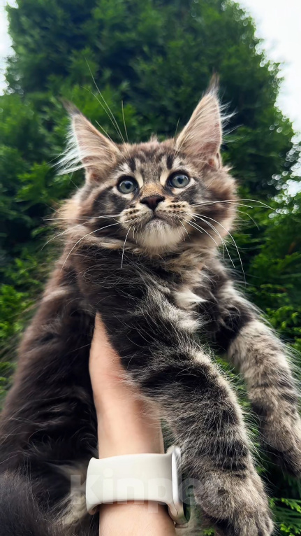 Кошки в Краснодаре: Котенок мейн кун Мальчик, 75 000 руб. - фото 1