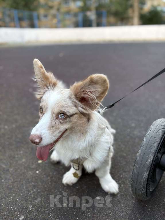 Собаки в Санкт-Петербурге: Щенок корги кардиган мраморный  Мальчик, 15 000 руб. - фото 3
