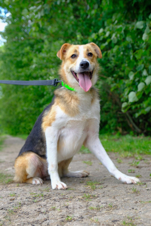 Собаки в Москве: Минси Девочка, Бесплатно - фото 4