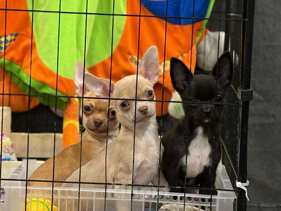 Собаки в Ульяновске: Щенки чихуахуа мальчики. Мальчик, 35 000 руб. - фото 5