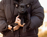 Собаки в Москве: Щенки коротколапики от маленькой собачки, 1 руб. - фото 4