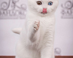 Кошки в Москве: Скоттиш-страйт купить котенка в москве недорого Мальчик, 35 000 руб. - фото 1