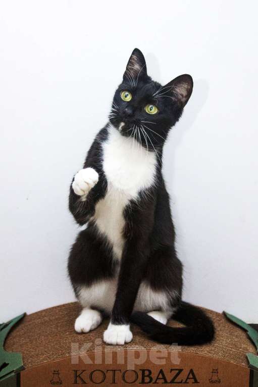 Кошки в Москве: Ищет свою семью яркая красавица Кассандра!  Девочка, Бесплатно - фото 3