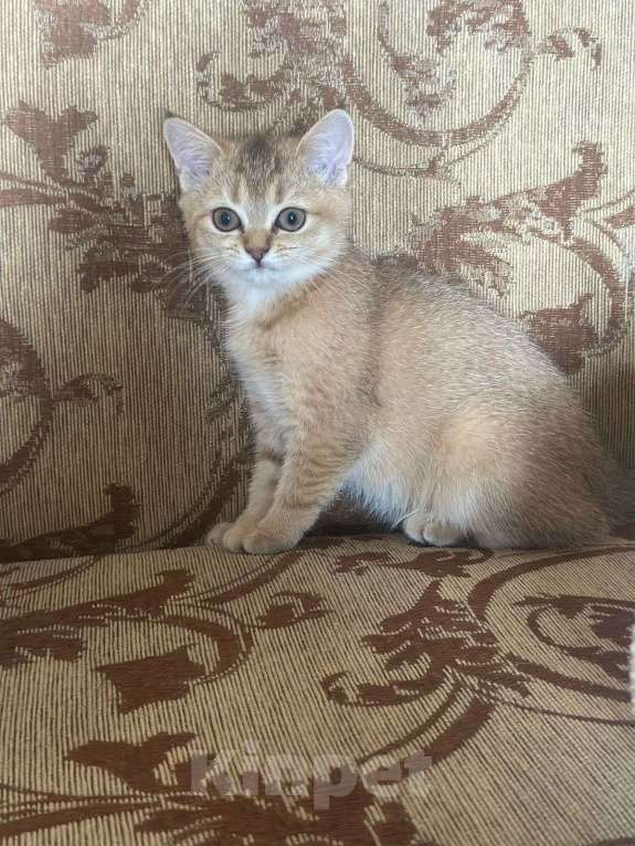 Кошки в Ростове-на-Дону: Продам кошечку)) в добрые руки!!! Породистая.  Девочка, 8 000 руб. - фото 2