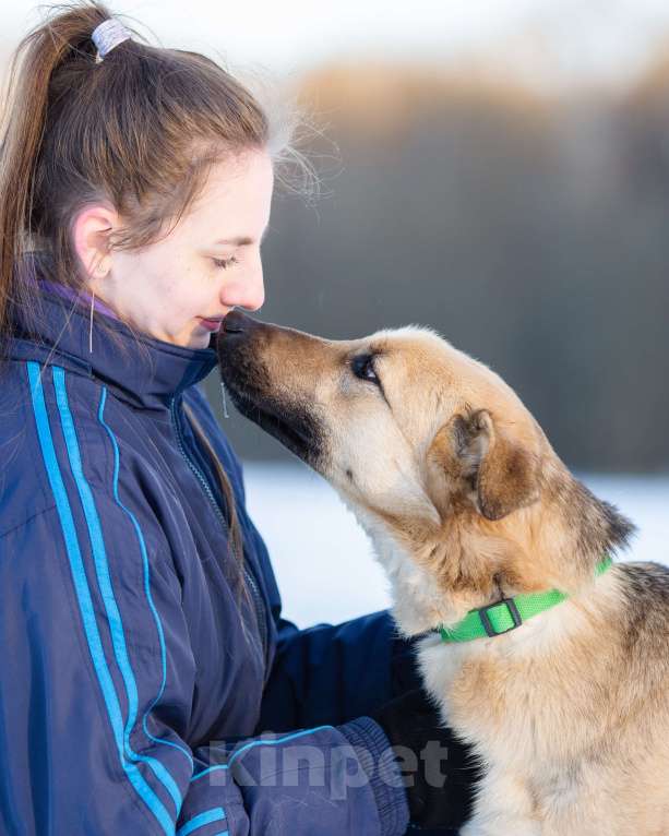 Собаки в Москве: Грей, 2 года в поисках своей семьи Мальчик, Бесплатно - фото 5