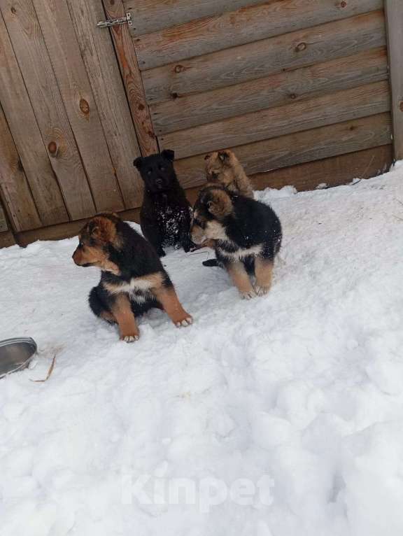 Собаки в других городах Свердловской области: Отдам в добрые руки  Мальчик, Бесплатно - фото 3
