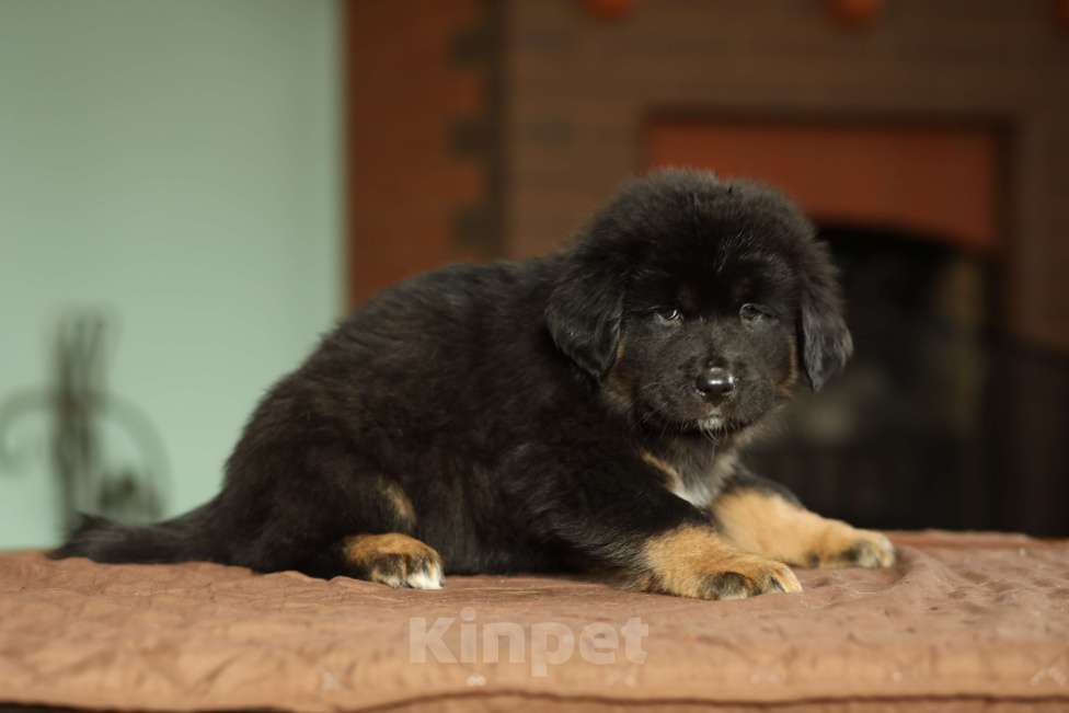 Собаки в Ярославле:  Продаются щенки настоящих банхаров от монгольских родителей.  Мальчик, 50 000 руб. - фото 2