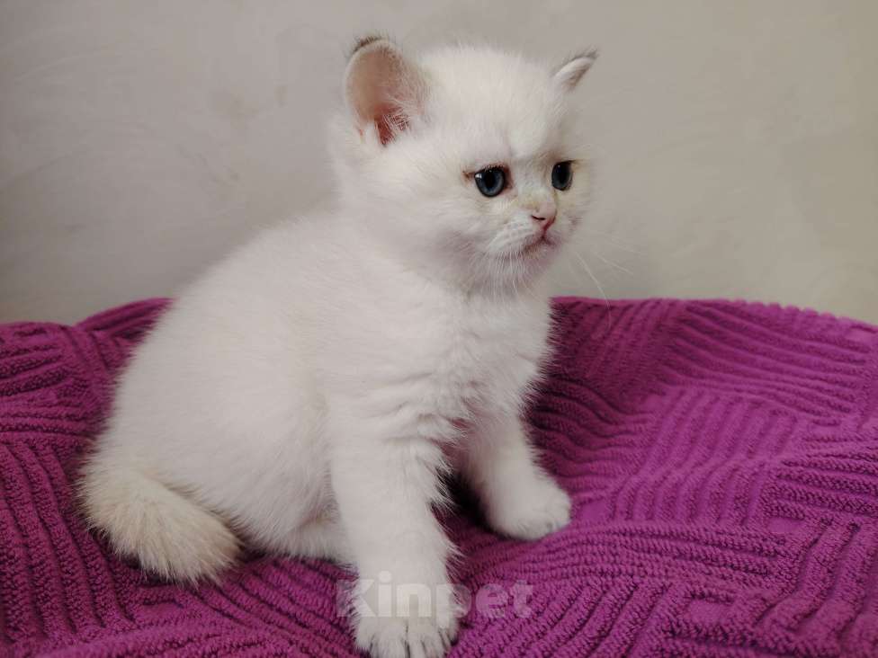 Кошки в Бору: Британская золотая шиншилла Мальчик, 40 000 руб. - фото 1