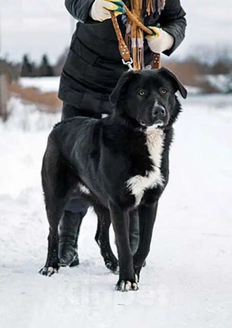 Собаки в Москве: Красавец Тедди, суперпозитивный молодой пес в добрые руки Мальчик, Бесплатно - фото 1