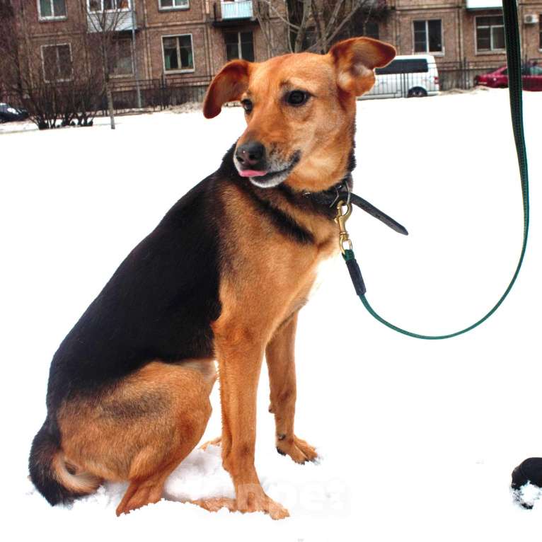 Собаки в Москве: Найда Девочка, Бесплатно - фото 1