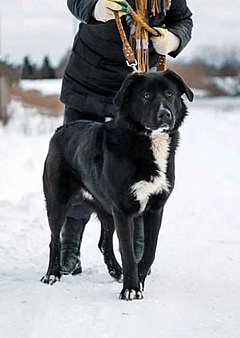 Объявление: Красавец Тедди, суперпозитивный молодой пес в добрые руки, Бесплатно, Москва
