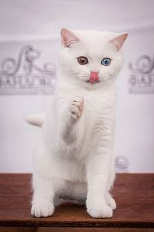 Объявление: Скоттиш-страйт купить котенка в москве недорого, 35 000 руб., Москва