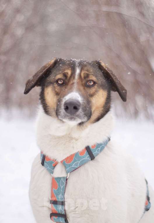 Собаки в Москве: Преданный друг Лютик ждёт свою семью Мальчик, Бесплатно - фото 5