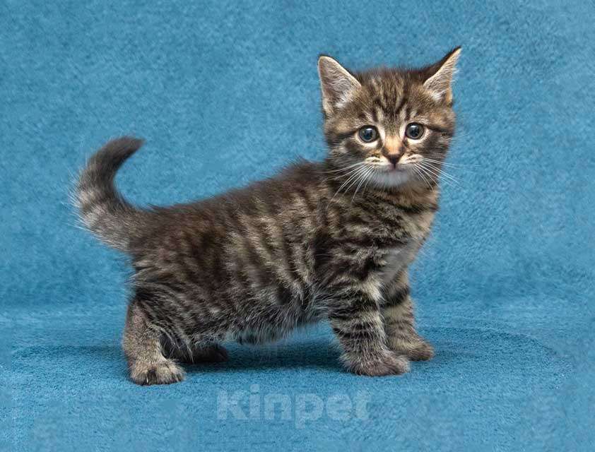 Кошки в Москве: Крохи-котята ищут дом и надёжных, заботливых хозяев Мальчик, Бесплатно - фото 2