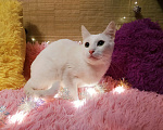 Кошки в Санкт-Петербурге: Белый кот 10мес. ищет дом  Мальчик, 200 руб. - фото 3