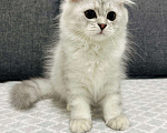 Кошки в Кудрово: Шотландский котенок фолд Мальчик, 25 000 руб. - фото 2