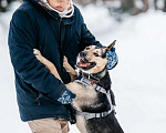 Собаки в Москве: Умничка Джефф в добрые руки Мальчик, 1 руб. - фото 7