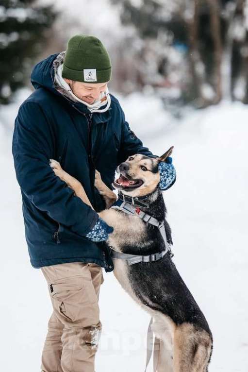 Собаки в Москве: Умничка Джефф в добрые руки Мальчик, 1 руб. - фото 7