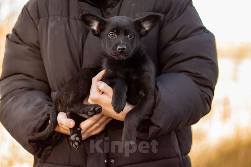 Собаки в Москве: Щенки коротколапики от маленькой собачки, 1 руб. - фото 4