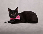 Кошки в Москве: Котенок черный Степа в добрые руки Мальчик, 1 руб. - фото 2
