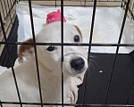 Собаки в Арамиле: Отдам даром  Мальчик, Бесплатно - фото 9