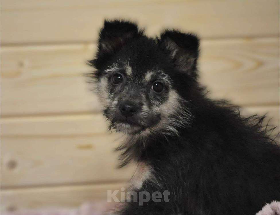 Собаки в Лосином-Петровском: якутята из ледяного подъезда Девочка, Бесплатно - фото 3