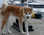 Собаки в Сочи: Потерялась Акита Ину, девочка. Зовут Йоши. Верну за вознаграждение Девочка, 5 000 руб. - фото 1