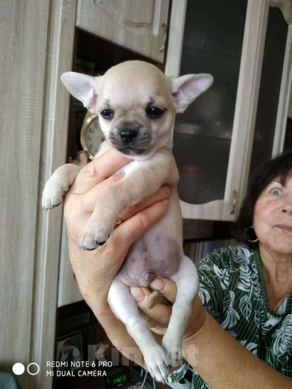 Собаки в Серпухове: Миленький мальчик Мальчик, 20 руб. - фото 1
