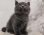 Кошки в Уссурийске: Продам британского голубого котёнка Девочка, 40 000 руб. - фото 4