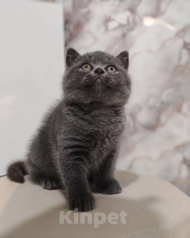 Кошки в Уссурийске: Продам британского голубого котёнка Девочка, 40 000 руб. - фото 4