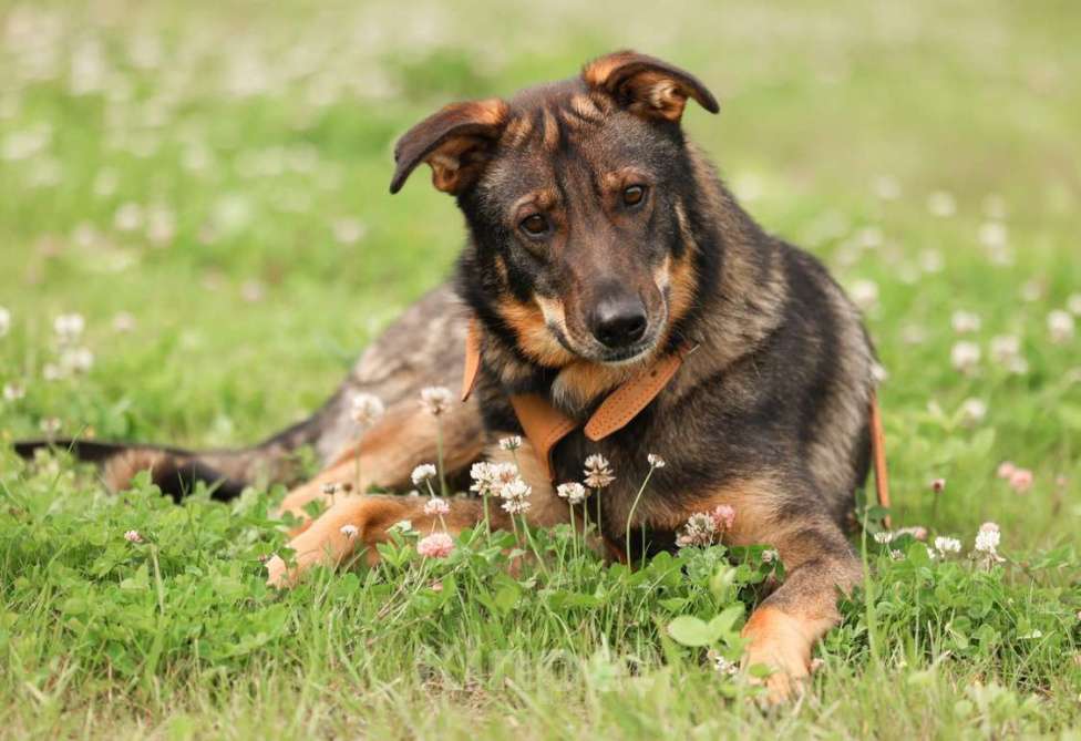 Собаки в Москве: Общительный и ласковый пёс Енисей в добрые руки Мальчик, 1 руб. - фото 4
