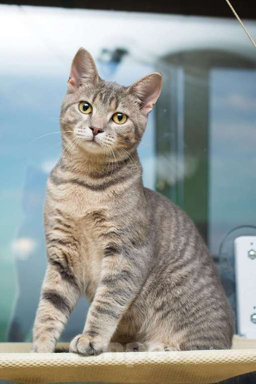 Кошки в Москве: Красавец серо-голубой котик-подросток Костя в добрые руки Мальчик, 1 руб. - фото 7