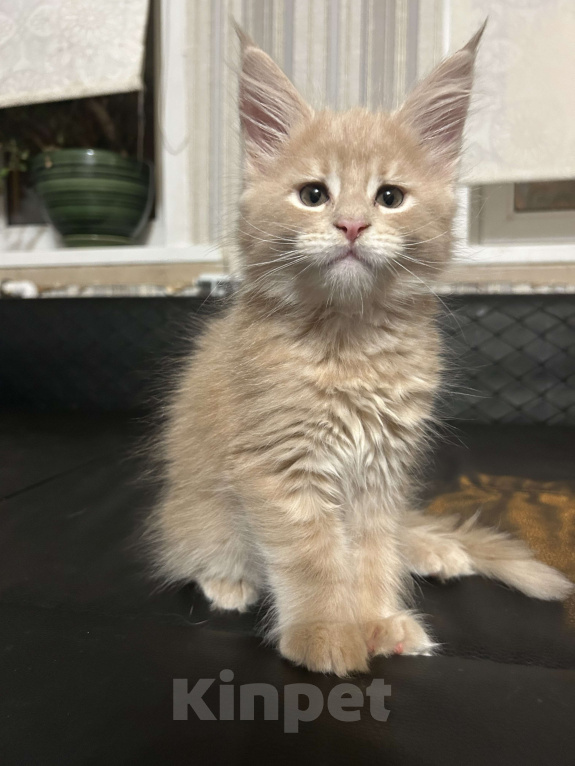 Кошки в Твери: мейн кун  от чемпионов Мальчик, 50 000 руб. - фото 1