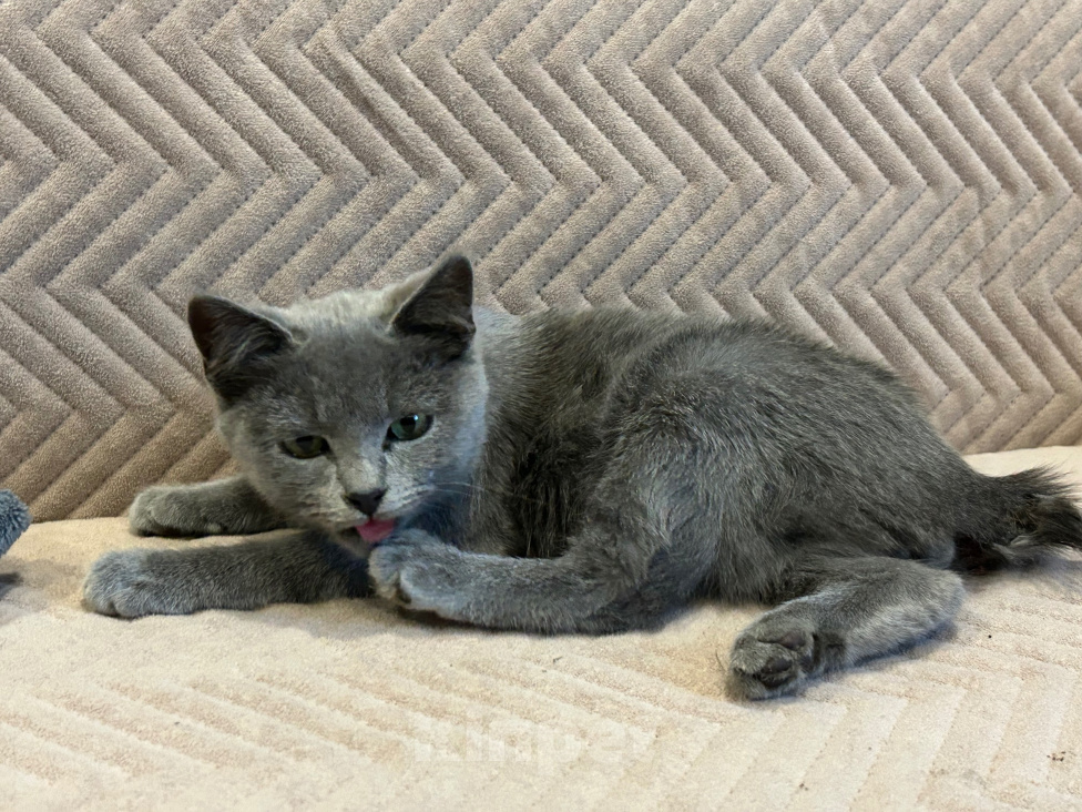 Кошки в других городах Воронежской области: Котик в добрые руки, нужна помощь ! Мальчик, Бесплатно - фото 2