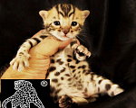 Кошки в Хабаровске: Бенгальский котенок. Профессиональный Питомник. Мальчик, Бесплатно - фото 2