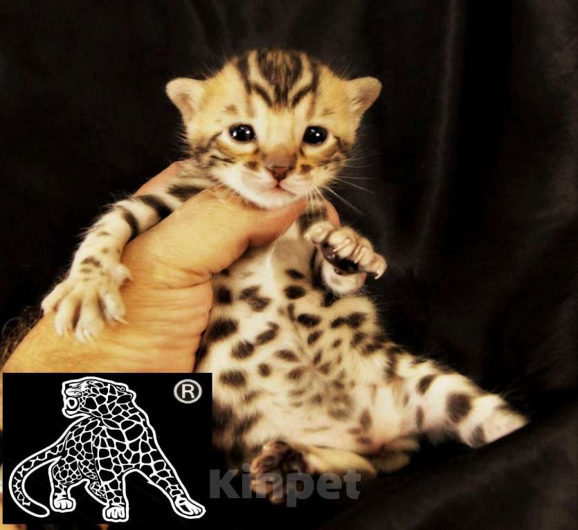 Кошки в Хабаровске: Бенгальский котенок. Профессиональный Питомник. Мальчик, Бесплатно - фото 2
