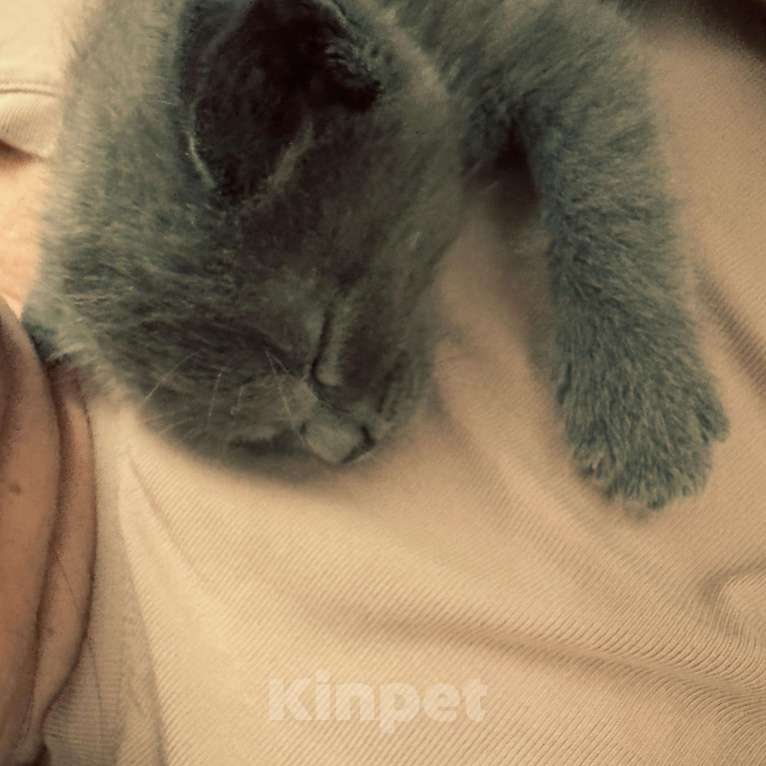 Кошки в Нальчике: Котенок Мальчик, Бесплатно - фото 4