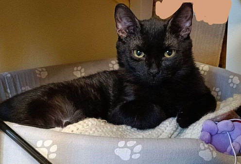 Котёнок Тортик в поисках дома