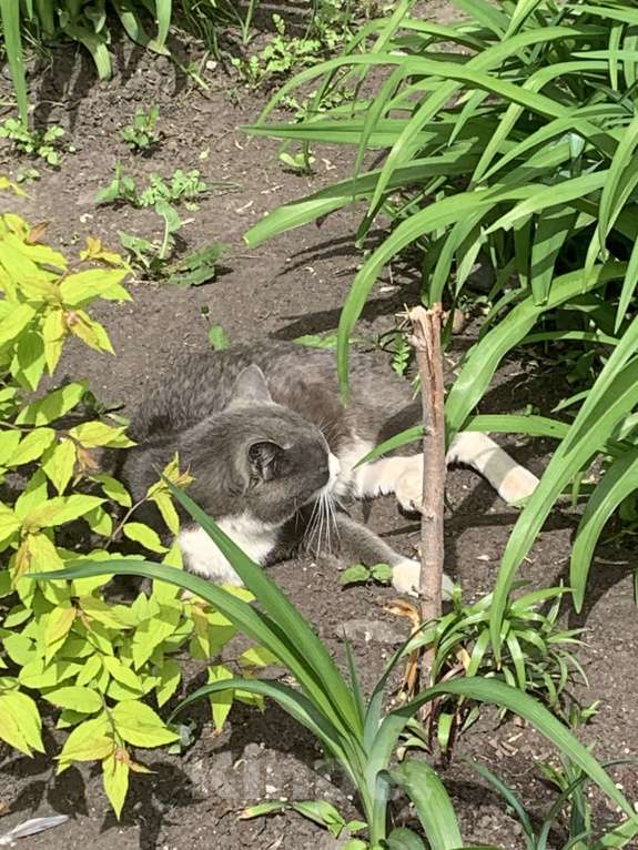 Кошки в Тюмени: серый кот в добрые руки Мальчик, Бесплатно - фото 7