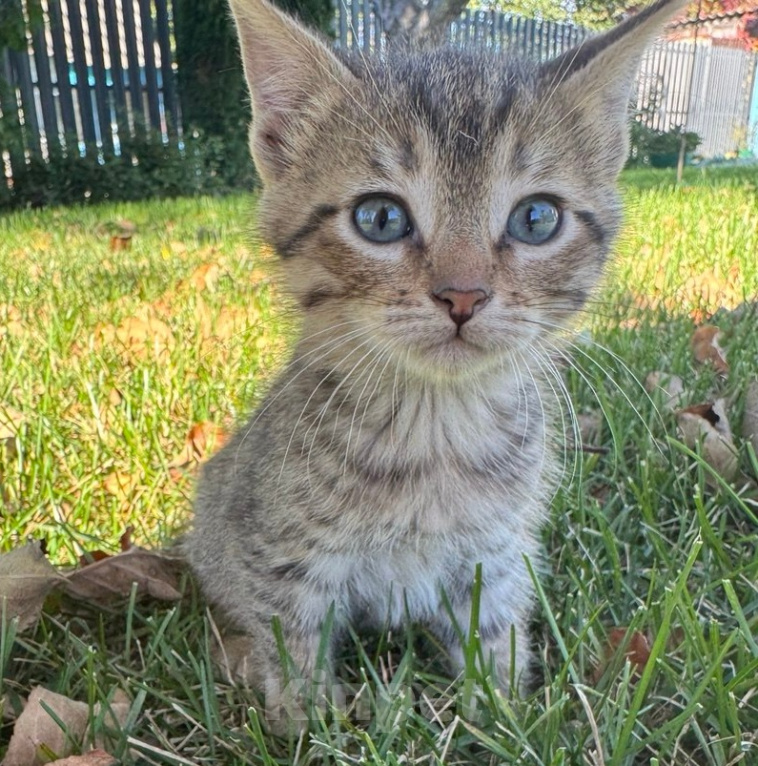 Кошки в Воронеже: Котенок здоровый в добрые руки Мальчик, 12 руб. - фото 1