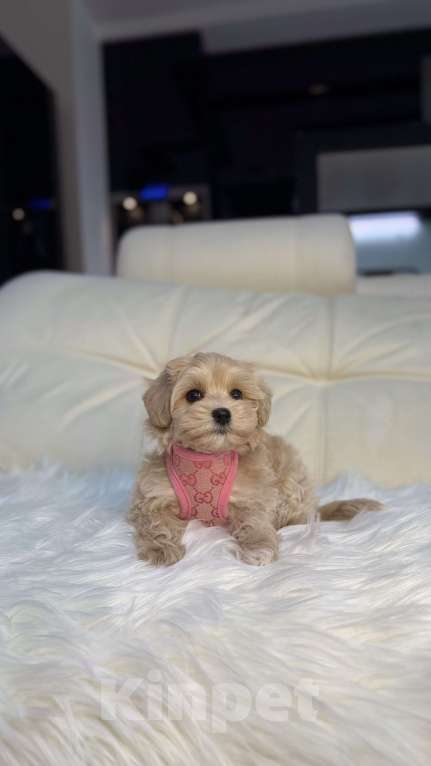 Собаки в Москве: Малышка мальтипу мини  Девочка, 165 000 руб. - фото 6