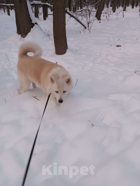 Собаки в Москве: взрослая акито ,7 лет , ищет нового хозяина  Девочка, Бесплатно - фото 4