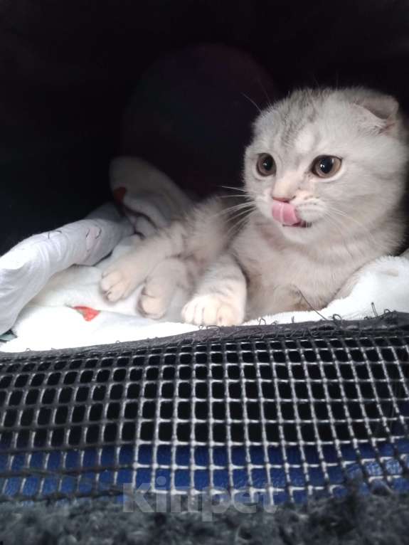 Кошки в Москве: Шотландский котик Мальчик, 35 000 руб. - фото 5