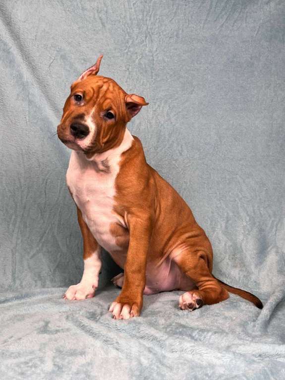 Собаки в Москве: Яркий малыш амстаффа Мальчик, 80 000 руб. - фото 3